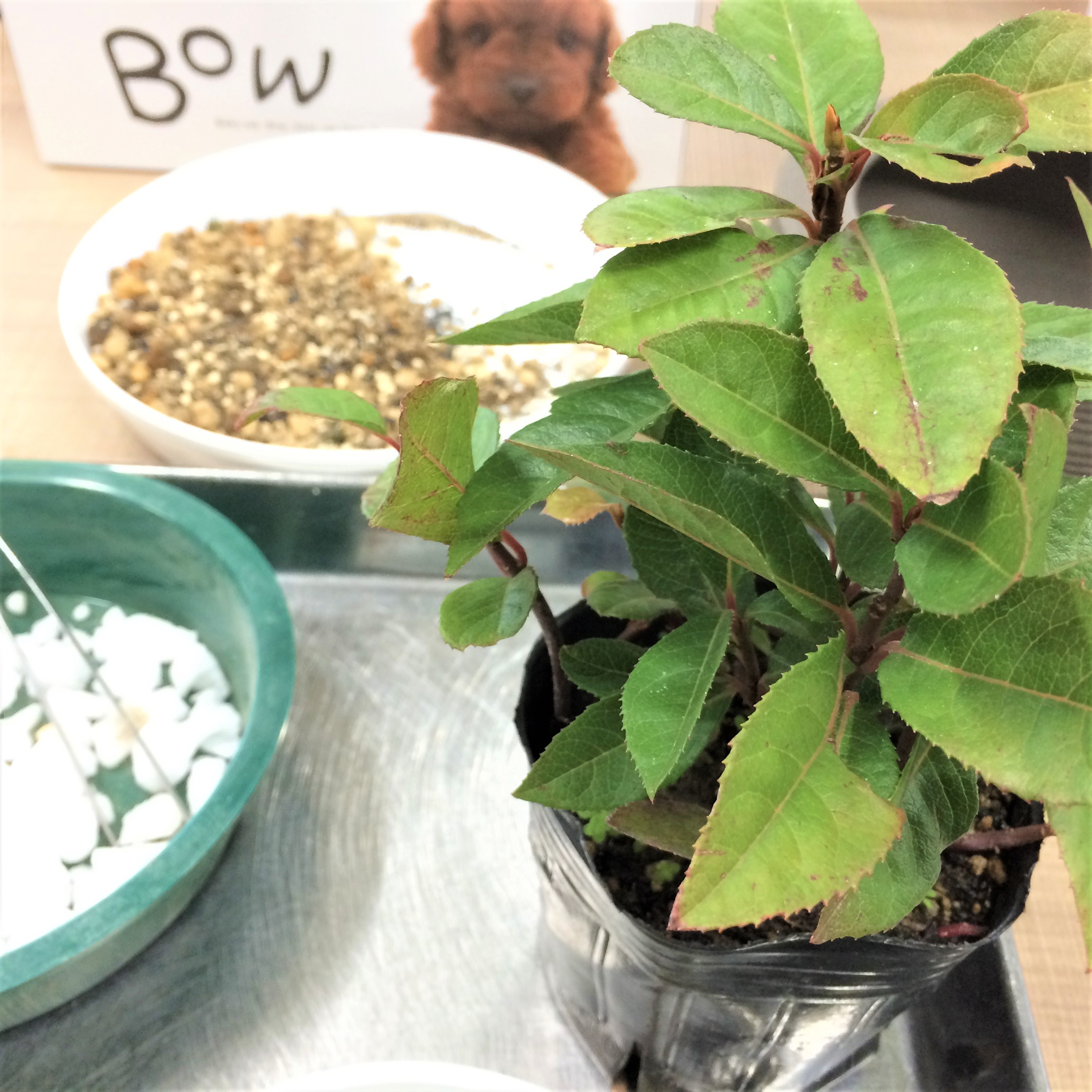 Midoriのビギナー植物日記 植え替え 盆栽 多肉植物 塊根植物 観葉植物通販 Kidori キドリ Midoriのビギナー植物日記 植え替え 盆栽 多肉植物 塊根植物 観葉植物通販 Kidori キドリ