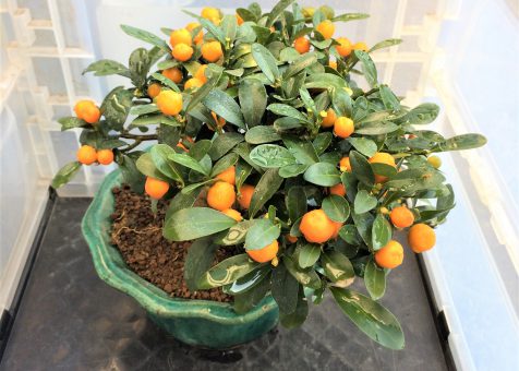 寒くなってきました　ムロの準備