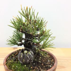 盆栽　黒松(台木)×五葉松(枝接ぎ)