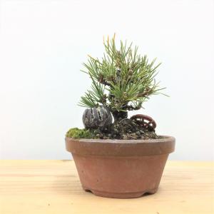 盆栽　黒松(台木)×五葉松(枝接ぎ)