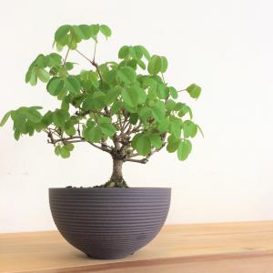 盆栽　アケビ