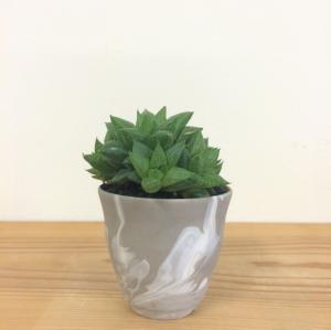 ハオルチア・モンティコラ　