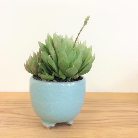 ハオルチア　伊万里焼の鉢植え