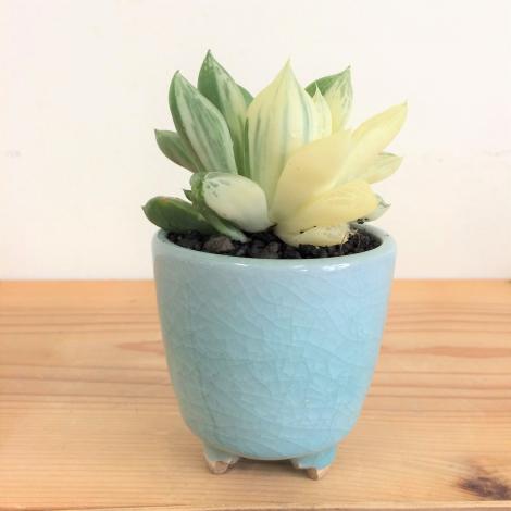 ハオルチア・宝探し　伊万里焼の鉢植え