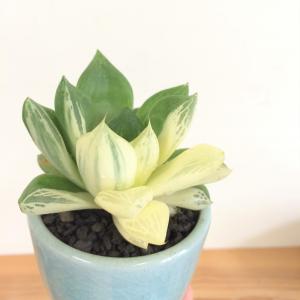 ハオルチア・宝探し　伊万里焼の鉢植え
