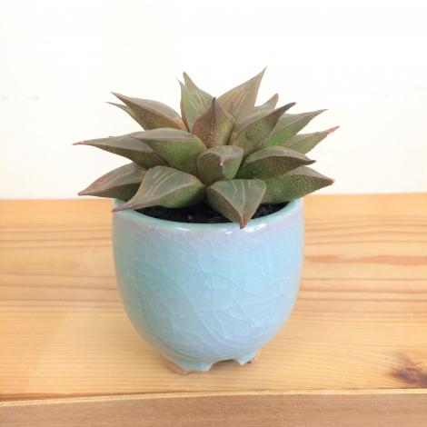 ハオルチア・レツーサ　伊万里焼の鉢植え