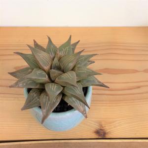 ハオルチア・レツーサ　伊万里焼の鉢植え