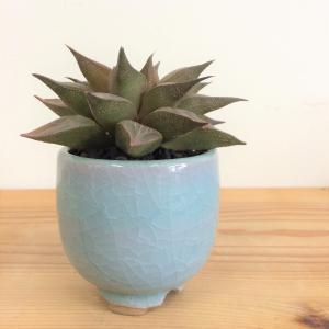 ハオルチア・レツーサ　伊万里焼の鉢植え