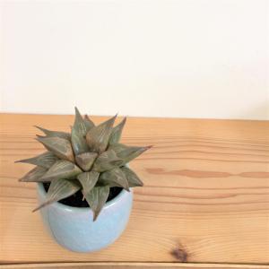 ハオルチア・レツーサ　伊万里焼の鉢植え