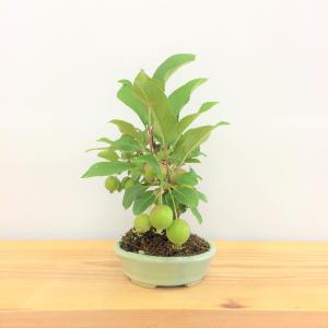 盆栽　林檎　紅乙女