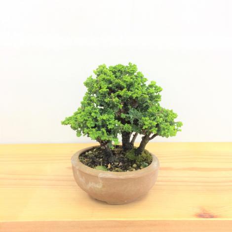 盆栽　石化桧
