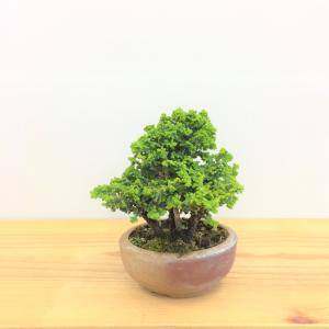 盆栽　石化桧