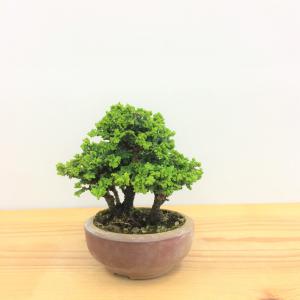 盆栽　石化桧