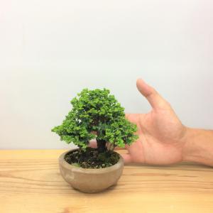 盆栽　石化桧