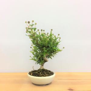 盆栽　タニワタリノキ