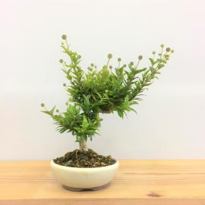 盆栽　タニワタリノキ