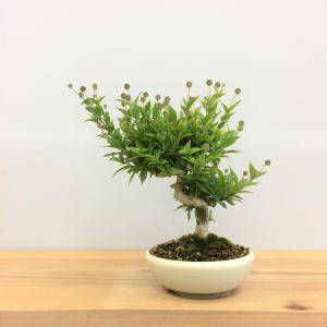 盆栽　タニワタリノキ