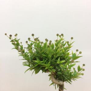 盆栽　タニワタリノキ