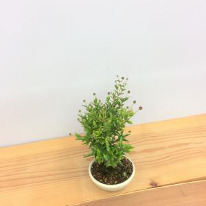 盆栽　タニワタリノキ