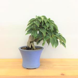 盆栽　ヤマボウシ