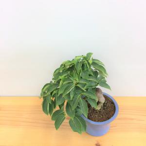 盆栽　ヤマボウシ
