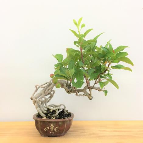 盆栽　根上がり深山カイドウ