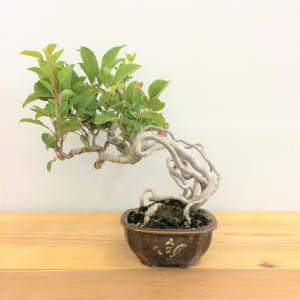 盆栽　根上がり深山カイドウ