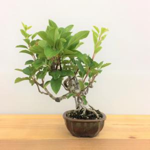 盆栽　根上がり深山カイドウ