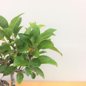 盆栽　根上がり深山カイドウ