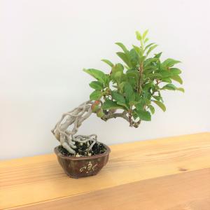 盆栽　根上がり深山カイドウ