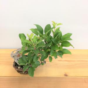 盆栽　根上がり深山カイドウ