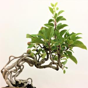 盆栽　根上がり深山カイドウ