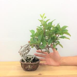 盆栽　根上がり深山カイドウ