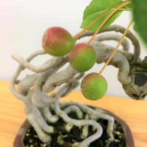 盆栽　根上がり深山カイドウ