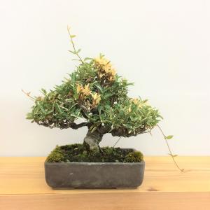 斑入りチリメンカズラ