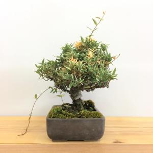 斑入りチリメンカズラ