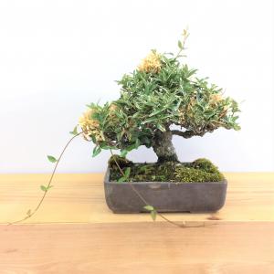 斑入りチリメンカズラ