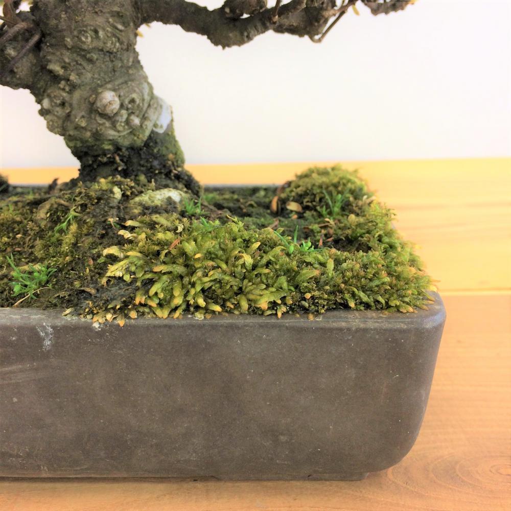 斑入りチリメンカズラ/盆栽、多肉植物、塊根植物、観葉植物通販 斑入りチリメンカズラ/盆栽、多肉植物、塊根植物、観葉植物通販