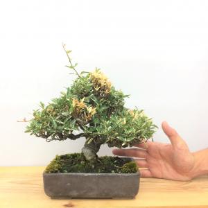 斑入りチリメンカズラ