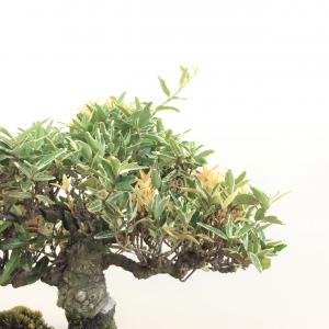 斑入りチリメンカズラ