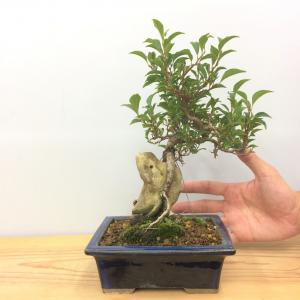 盆栽　八ツ房エゴノキ　石付き S