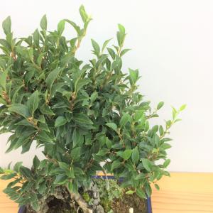 盆栽　八ツ房エゴノキ石付 M
