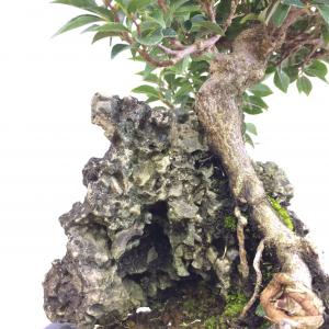 盆栽　八ツ房エゴノキ石付 M