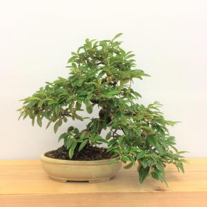 盆栽　コトネアスター