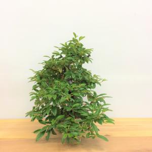 盆栽　コトネアスター