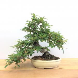 盆栽　コトネアスター