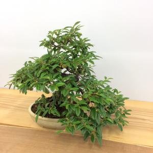 盆栽　コトネアスター