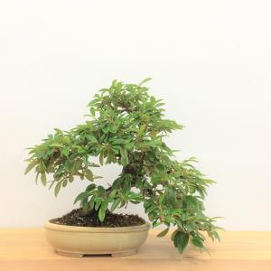 盆栽　コトネアスター