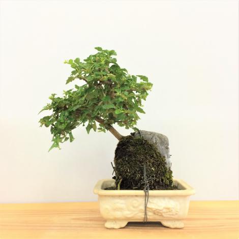 盆栽　匂い楓(ハマクサギ)石付き