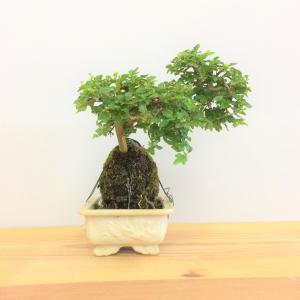 盆栽　匂い楓(ハマクサギ)石付き